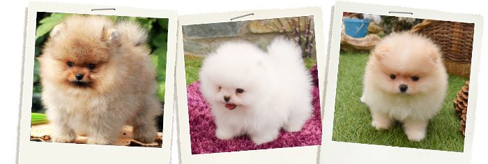 comprar pomerania en tenerife